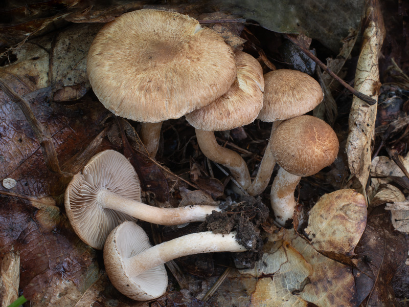 Inocybe tigrina Inocybe tigrina